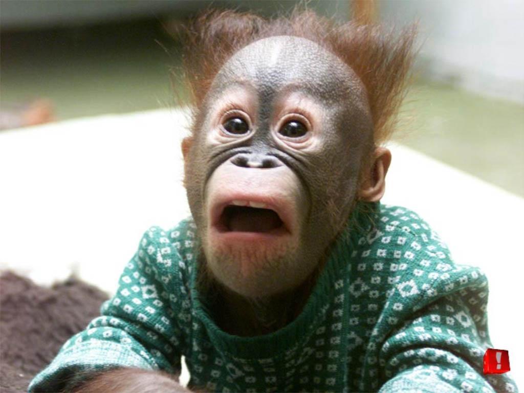 Funny Monkey Wallpaper - Funny PNG