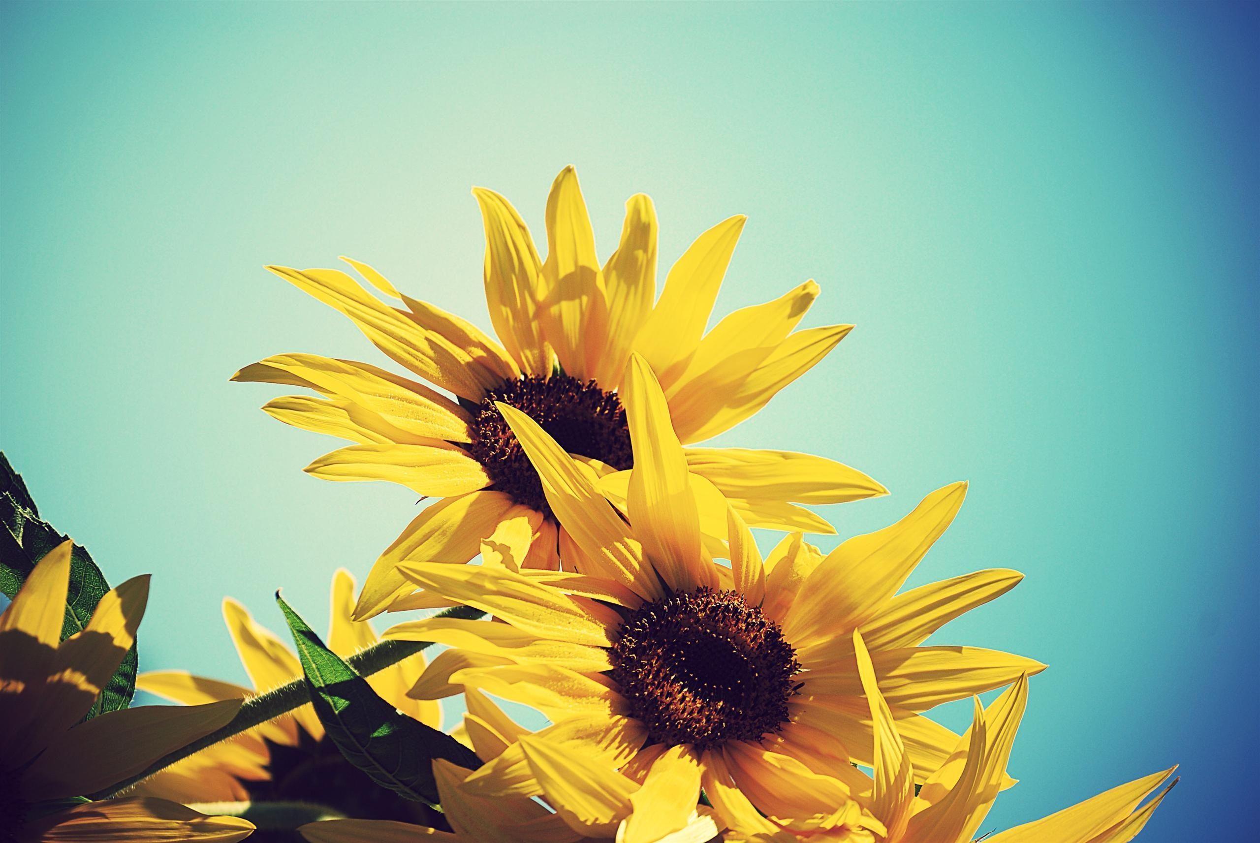 Wallpaper For > Sunflower Background HD