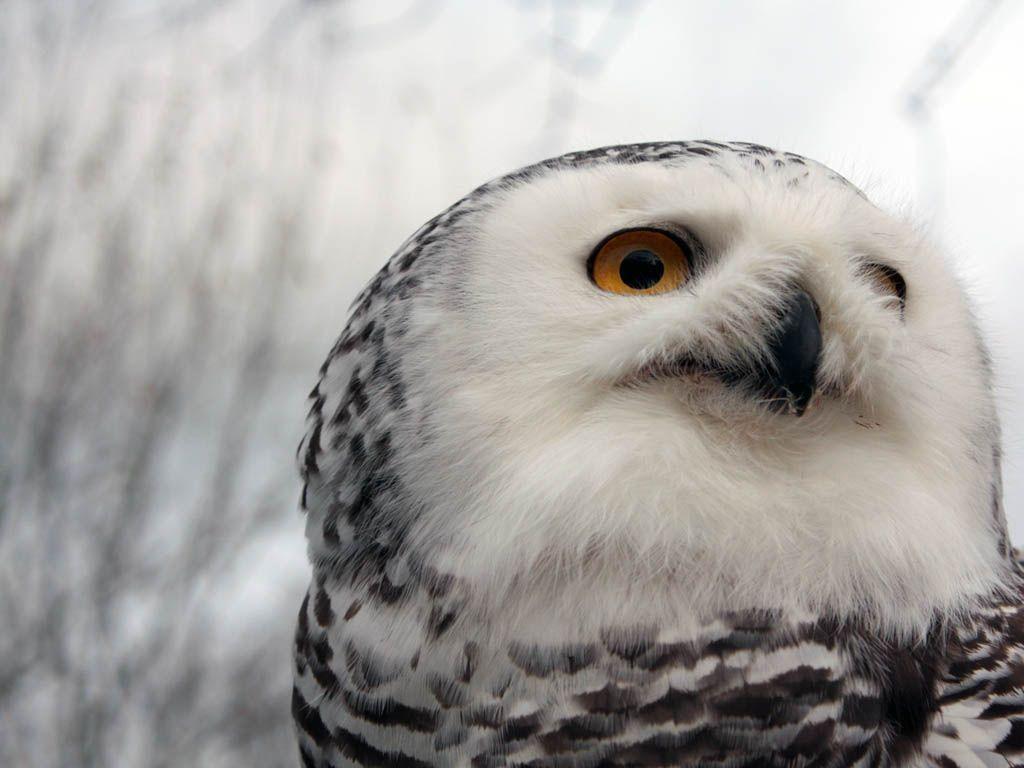 image For > Snowy Owl Hunting Wallpaper