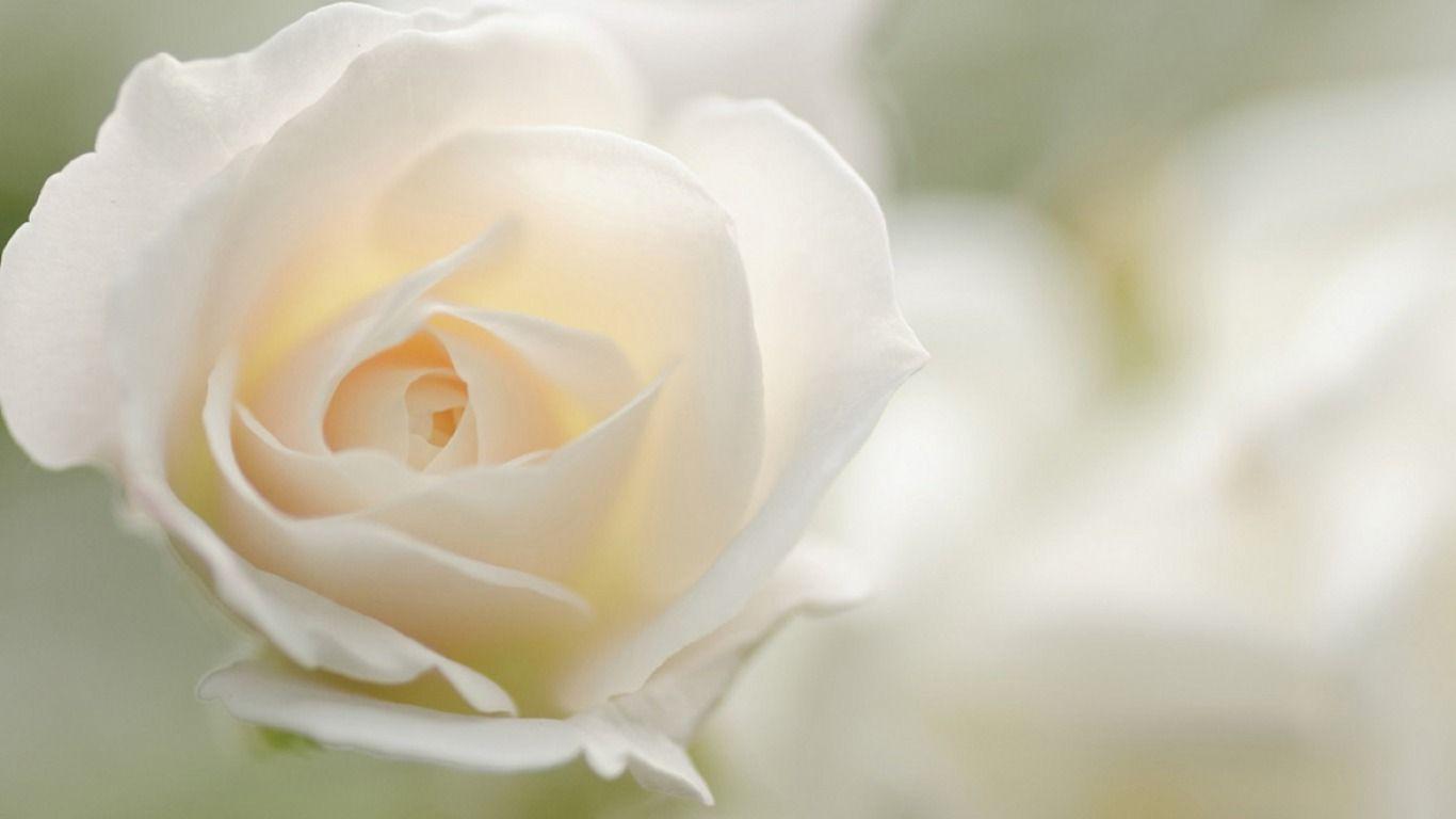 White Rose Wallpapers - Wallpaper Cave