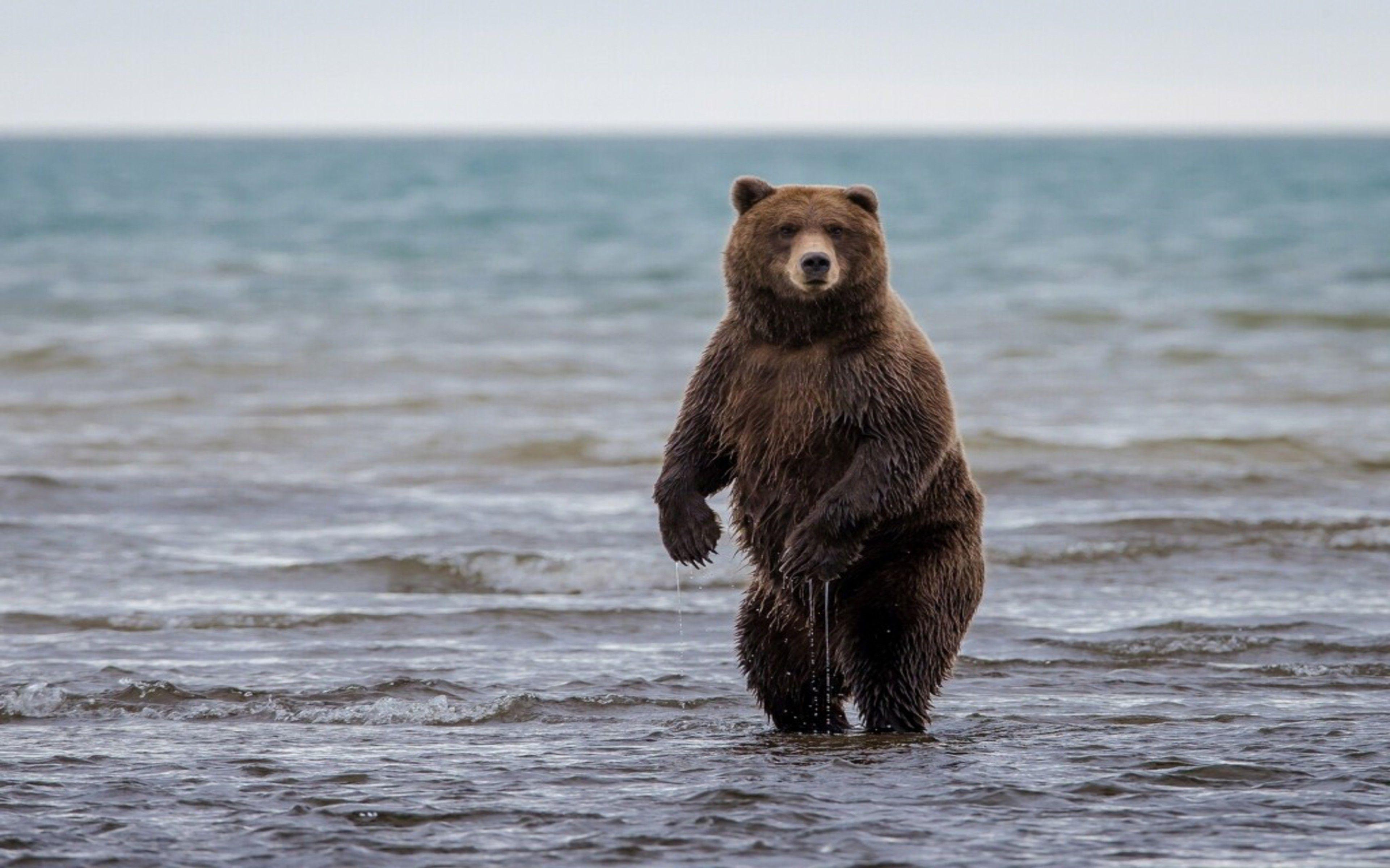 grizzly bear free background