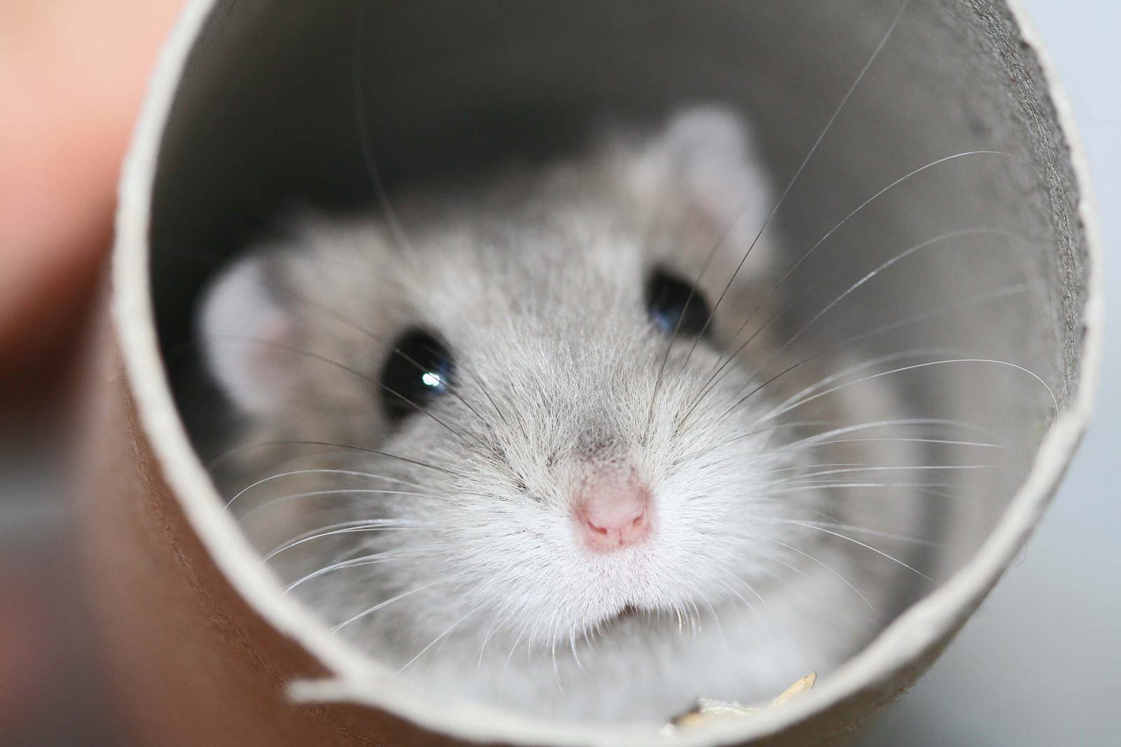 A selection of 9 Image of Hamster in HD quality
