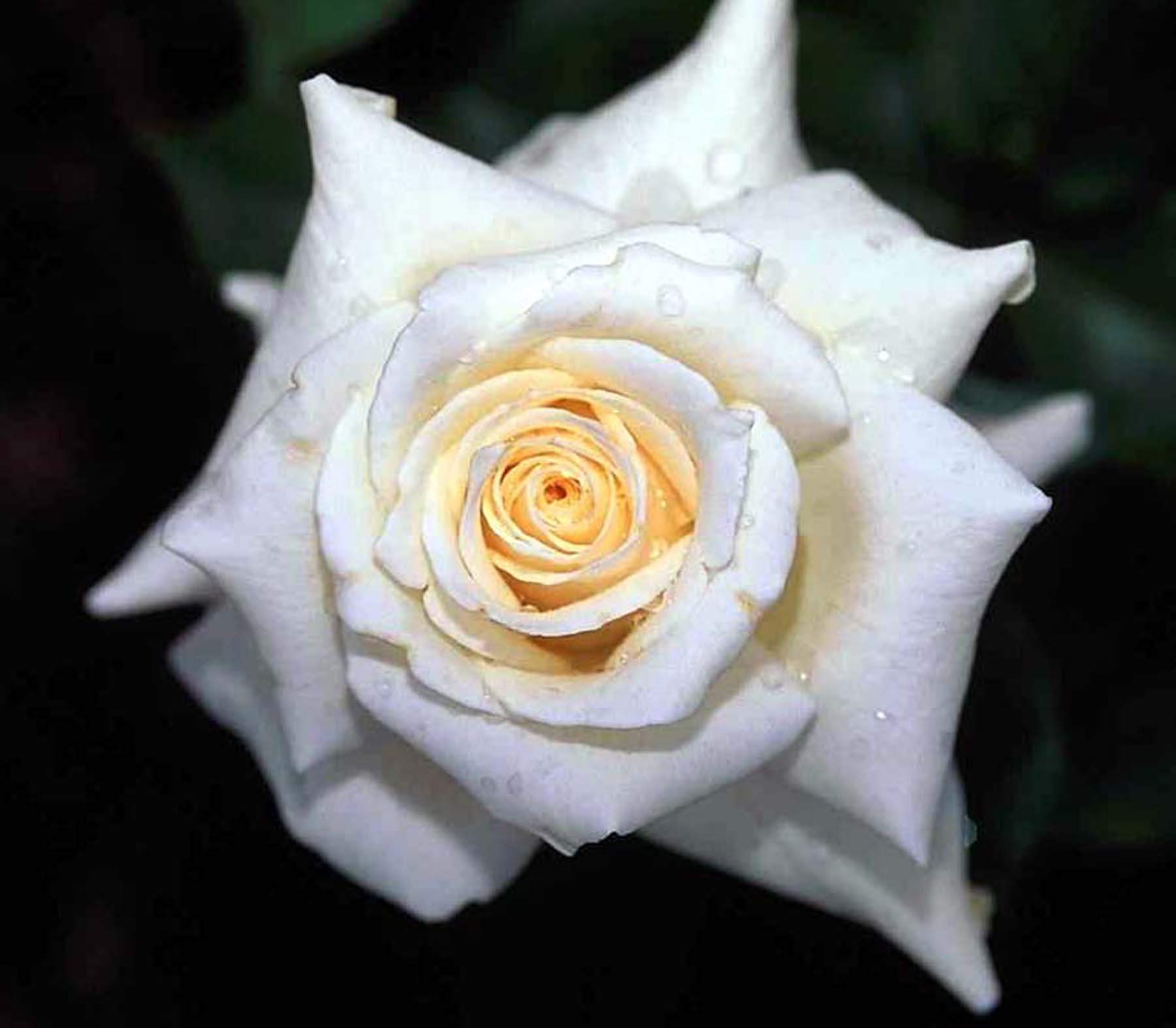 Beautiful White Rose Flowers Wallpaper HD Wallpaper
