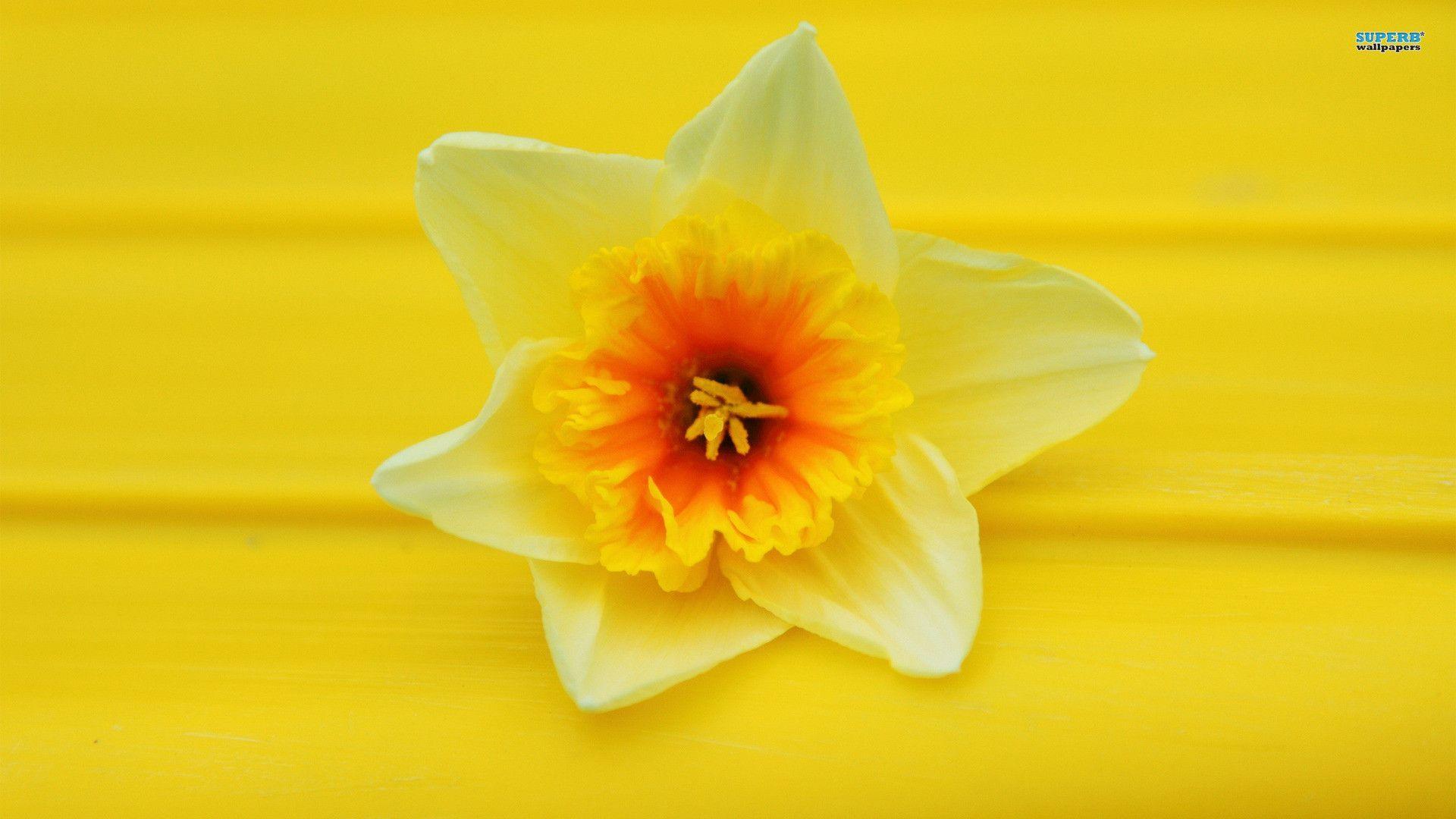 Daffodil wallpaper wallpaper - #