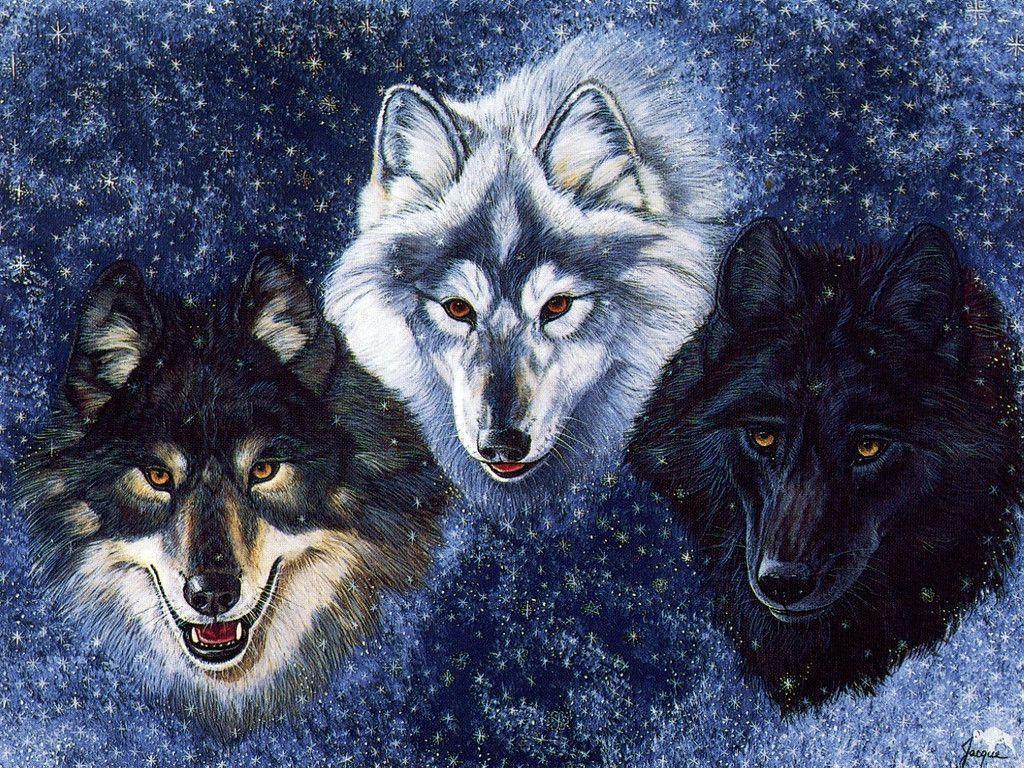 Free Winter Wolves Wallpaper Download The 1024x768PX Wallpaper