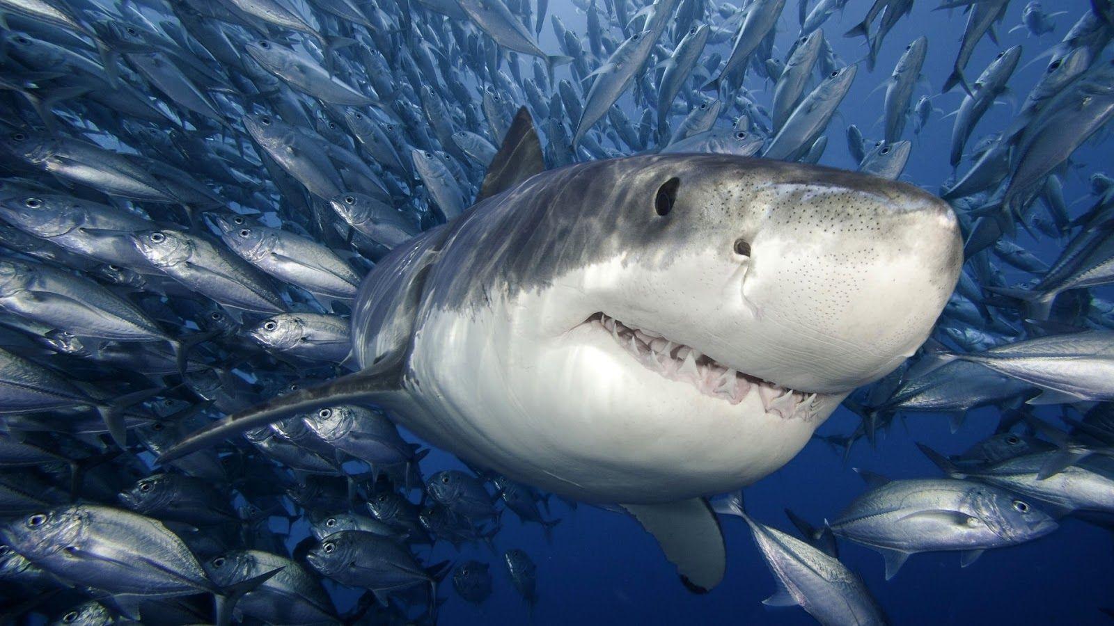 White Shark 05 HD Wallpaper large HD picture
