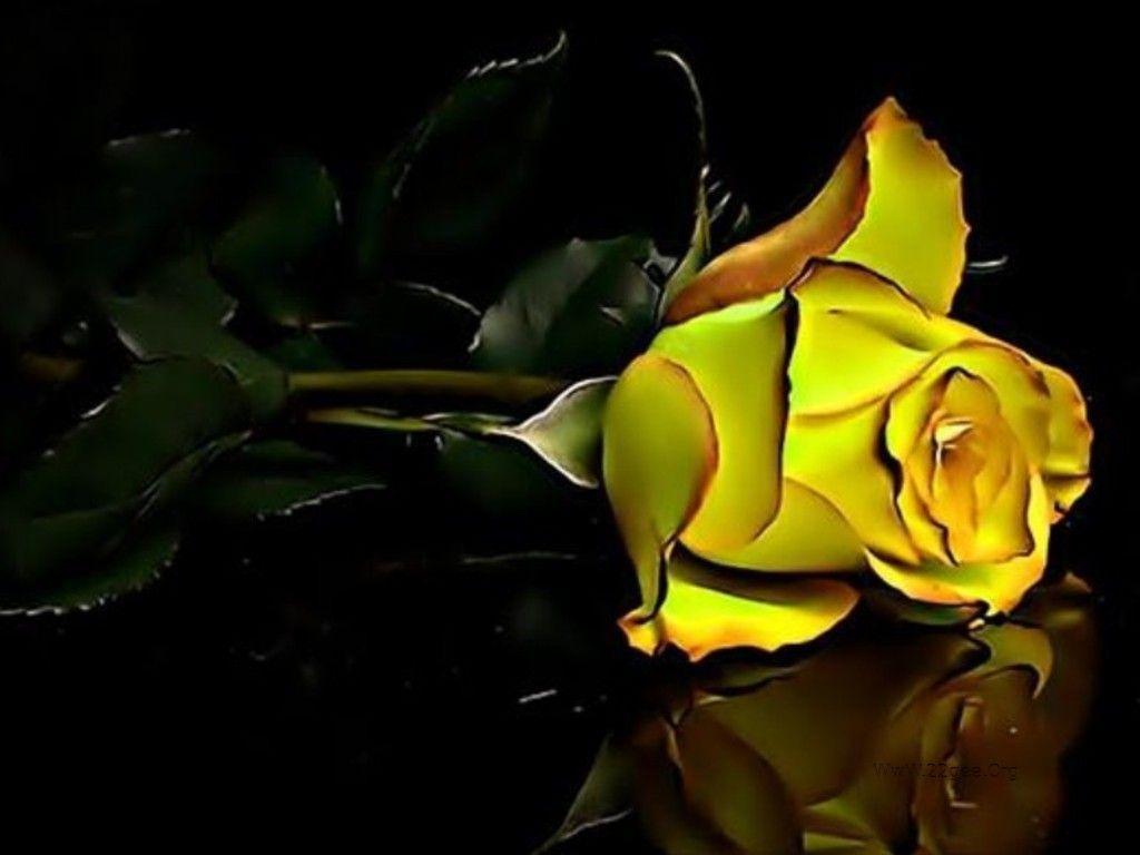 Flowers For > Yellow Rose Background