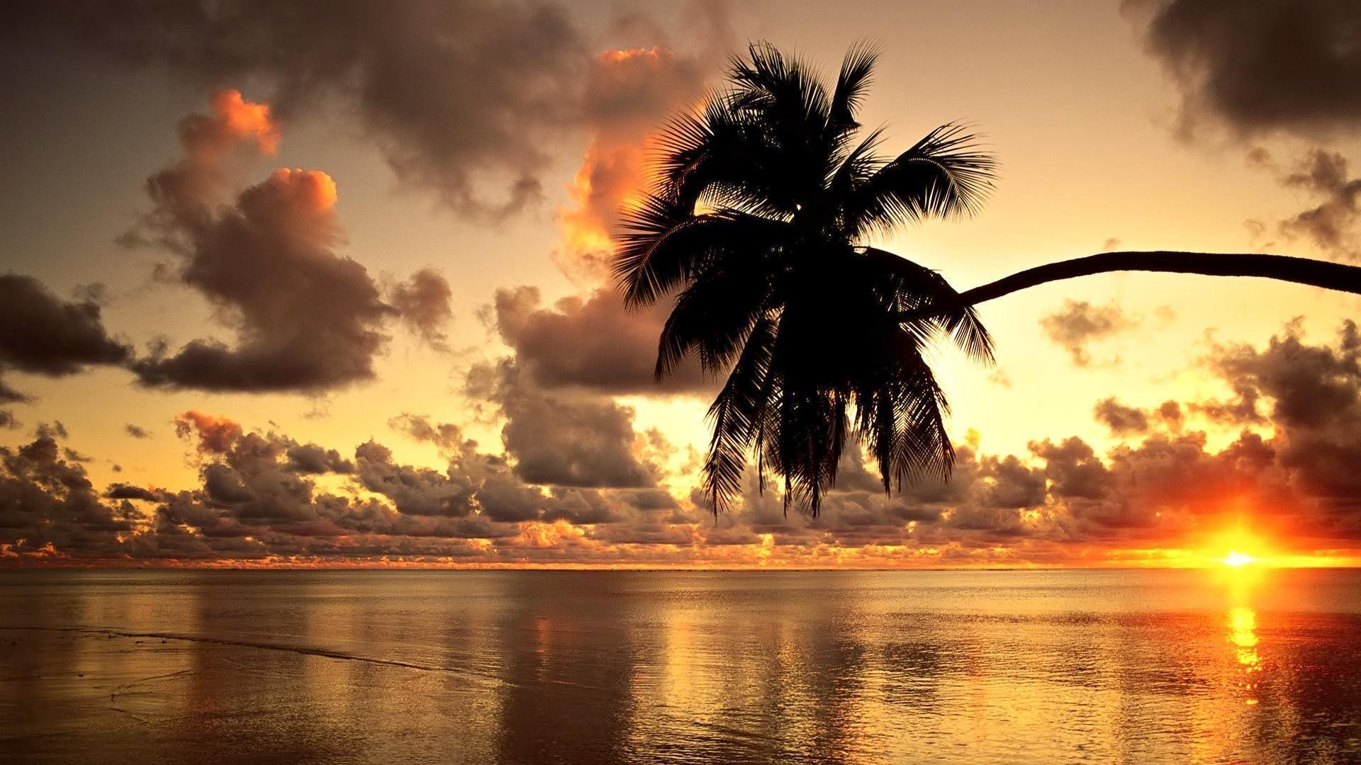 Beach Palm Tree Sunset Wallpaper 16837 HD Wallpaper in Beach n