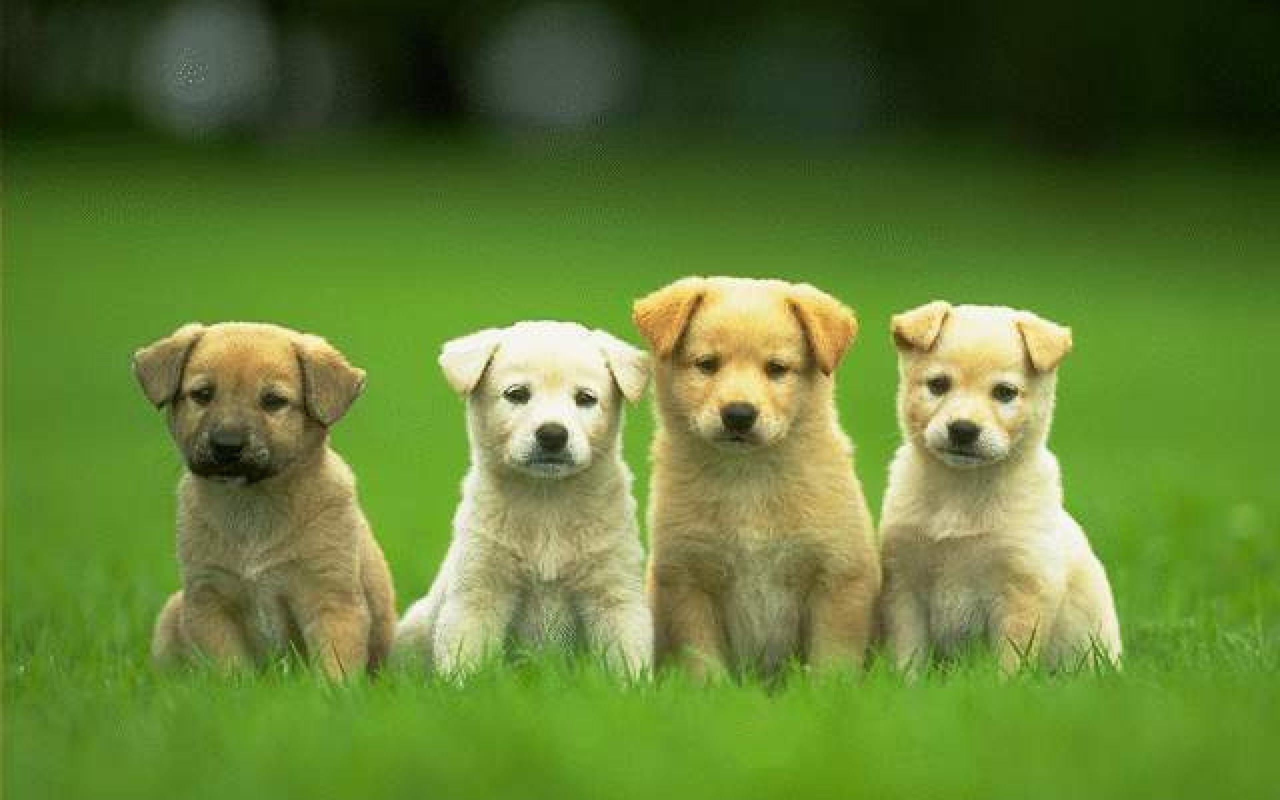 Cute Dogs on the Grass, Animals Wallpaper, HD phone wallpaper