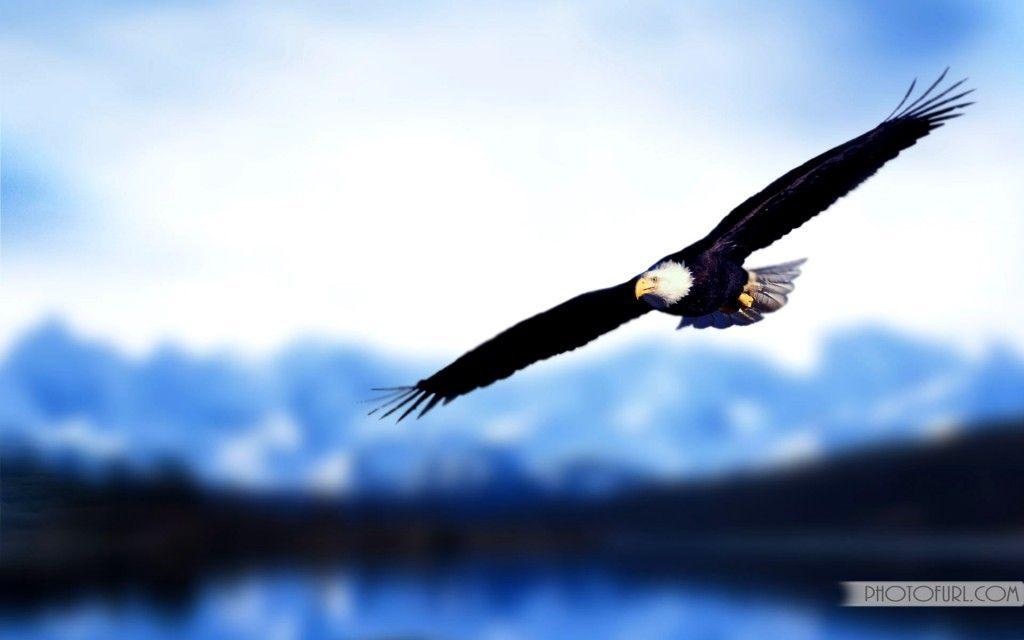 Download Awesome Free Flying Eagle Wallpaper 1024x640. HD