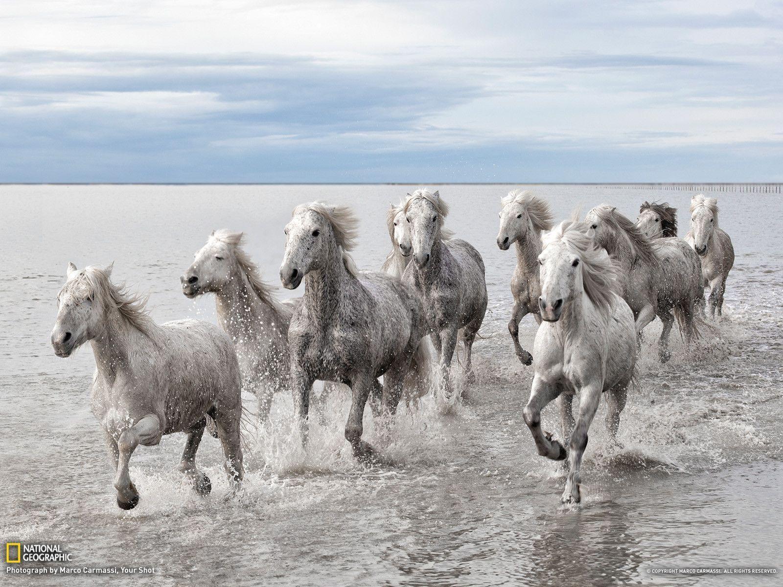 Wild Horses Picture - Animal Wallpaper - National Geographic