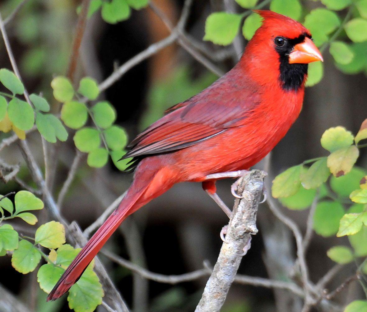 Northern Cardinal Wallpaper Free Download High Resolution. Birds