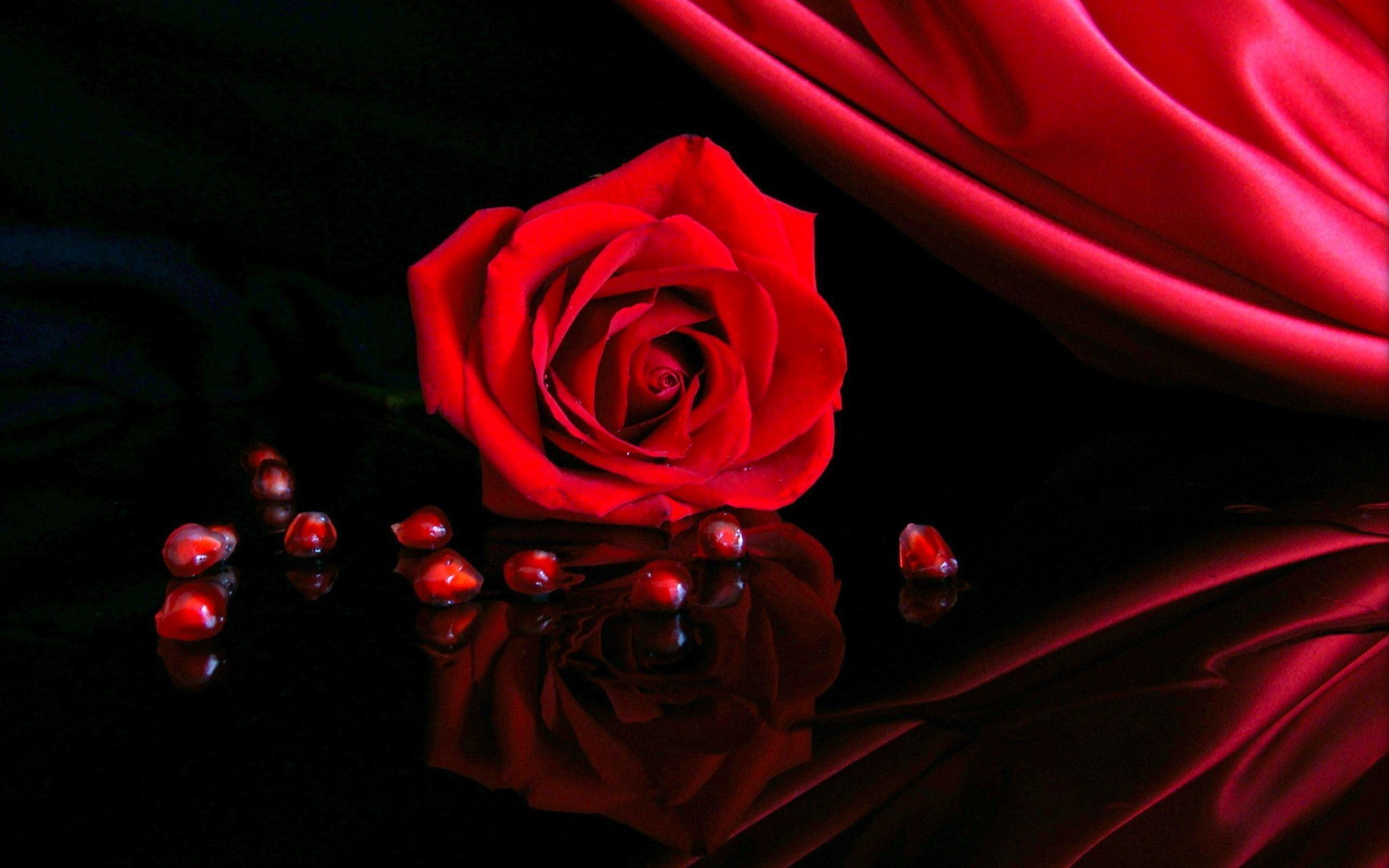 Rose Background Wallpaper