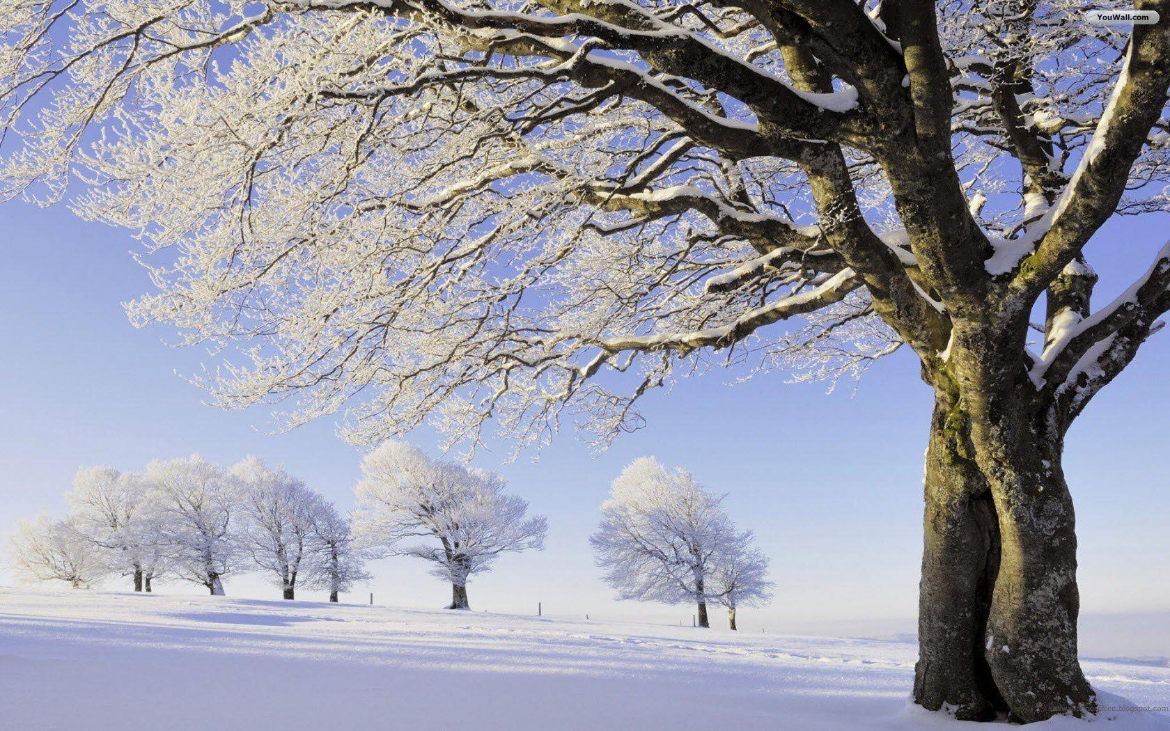 Desktop Wallpaper Winter Trees
