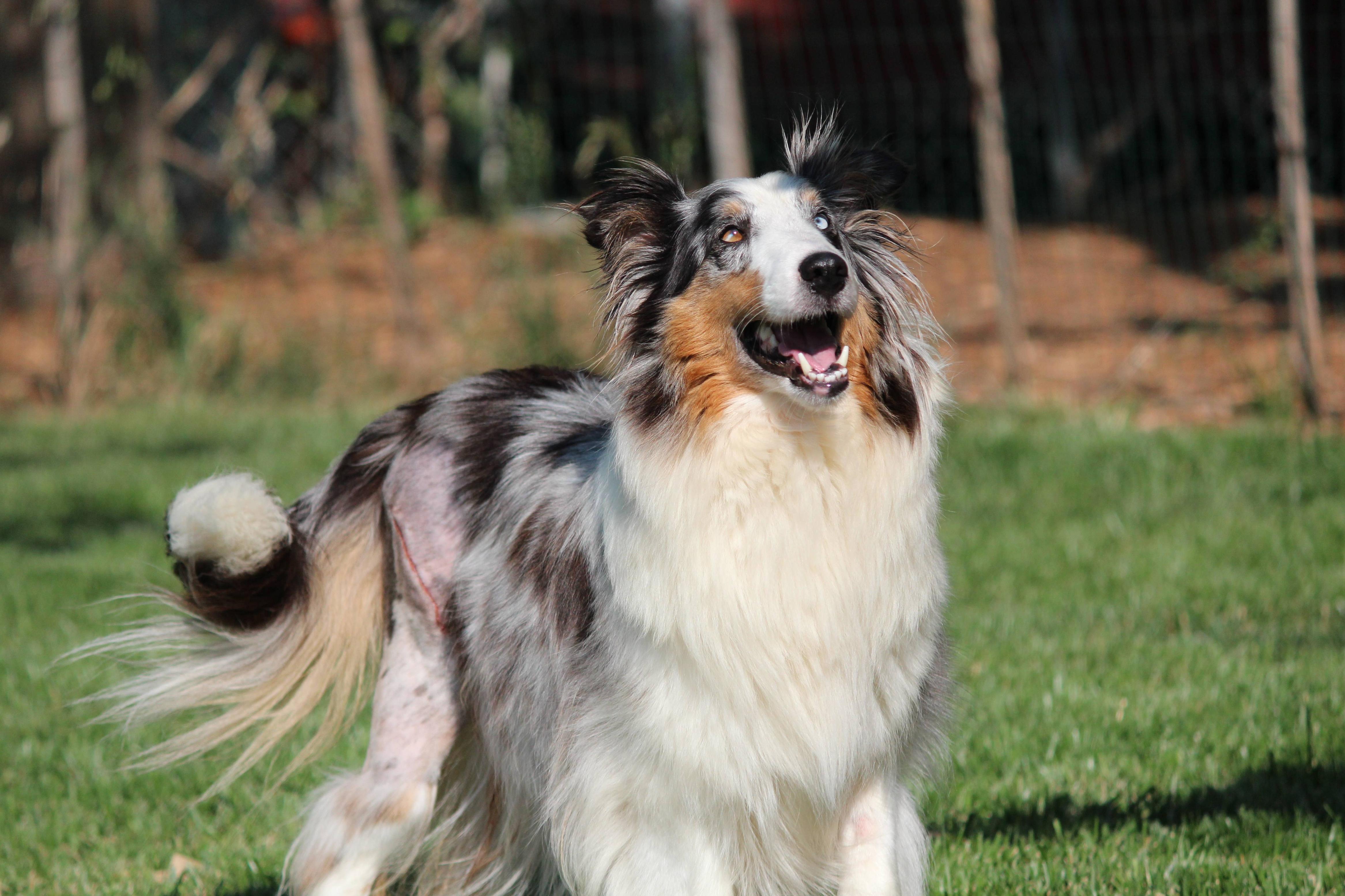 Sheltie Wallpapers - Wallpaper Cave