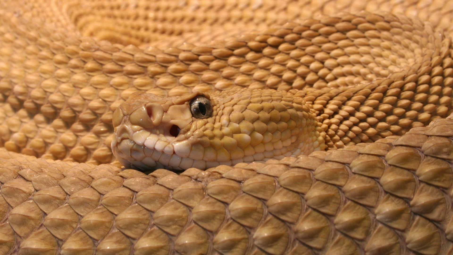 rattlesnake HD wallpaper Search Engine