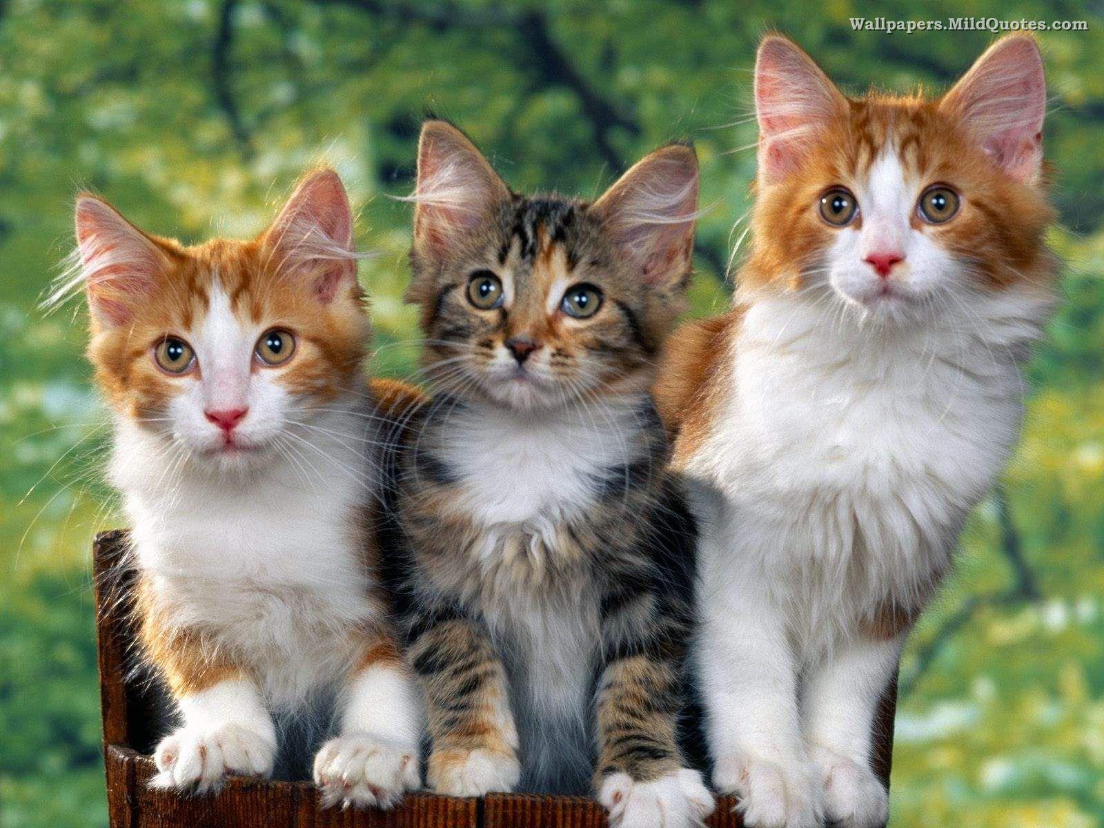 Download Cats Cute Cats Free Wallpaper. Full HD Wallpaper