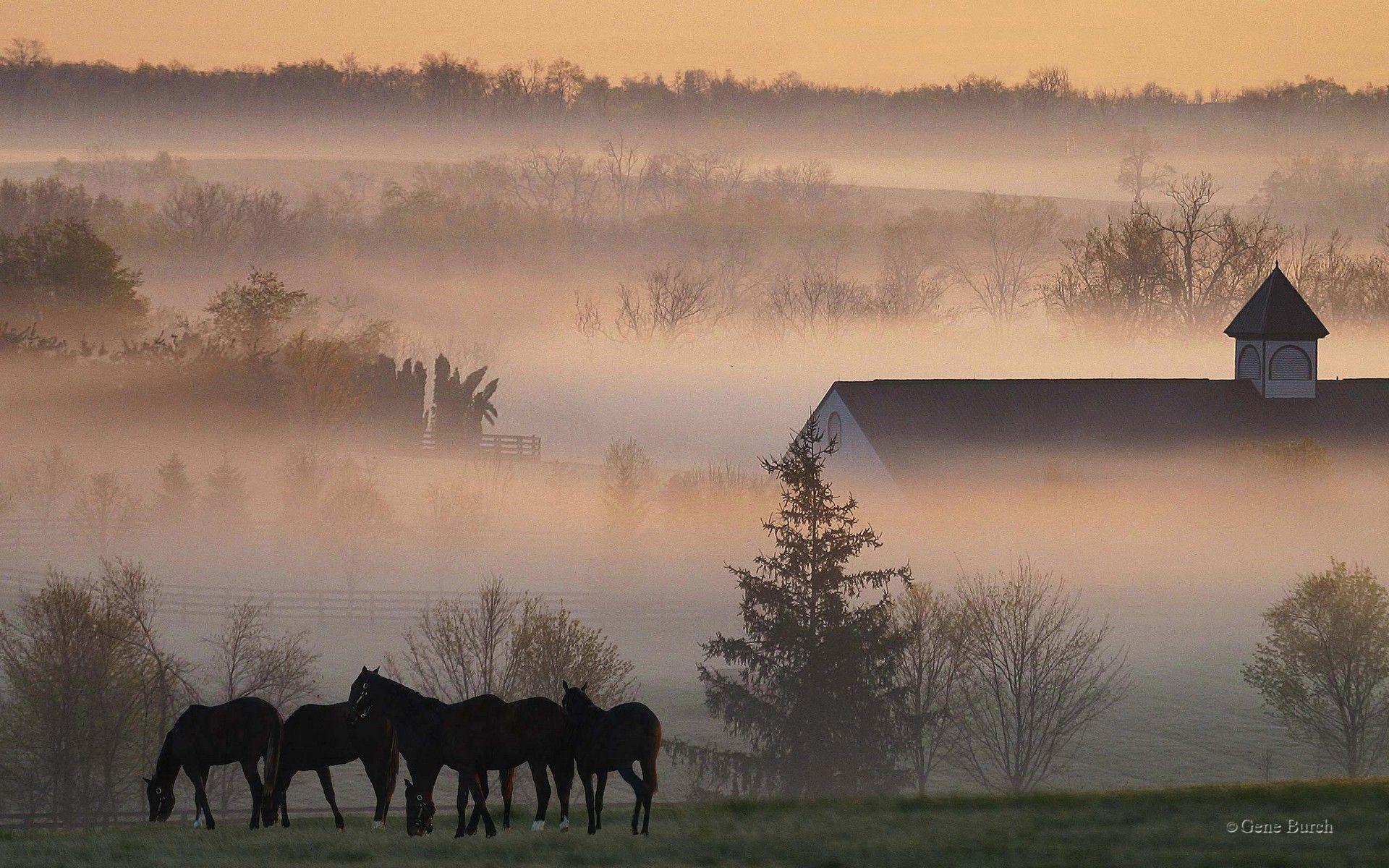 Horse Backrounds, Background Foggy Foggyhorsefarm Horse Twitter