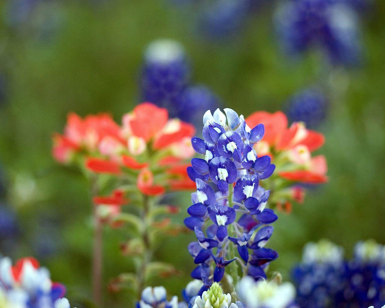 Image For Bluebonnets Wallpapers.