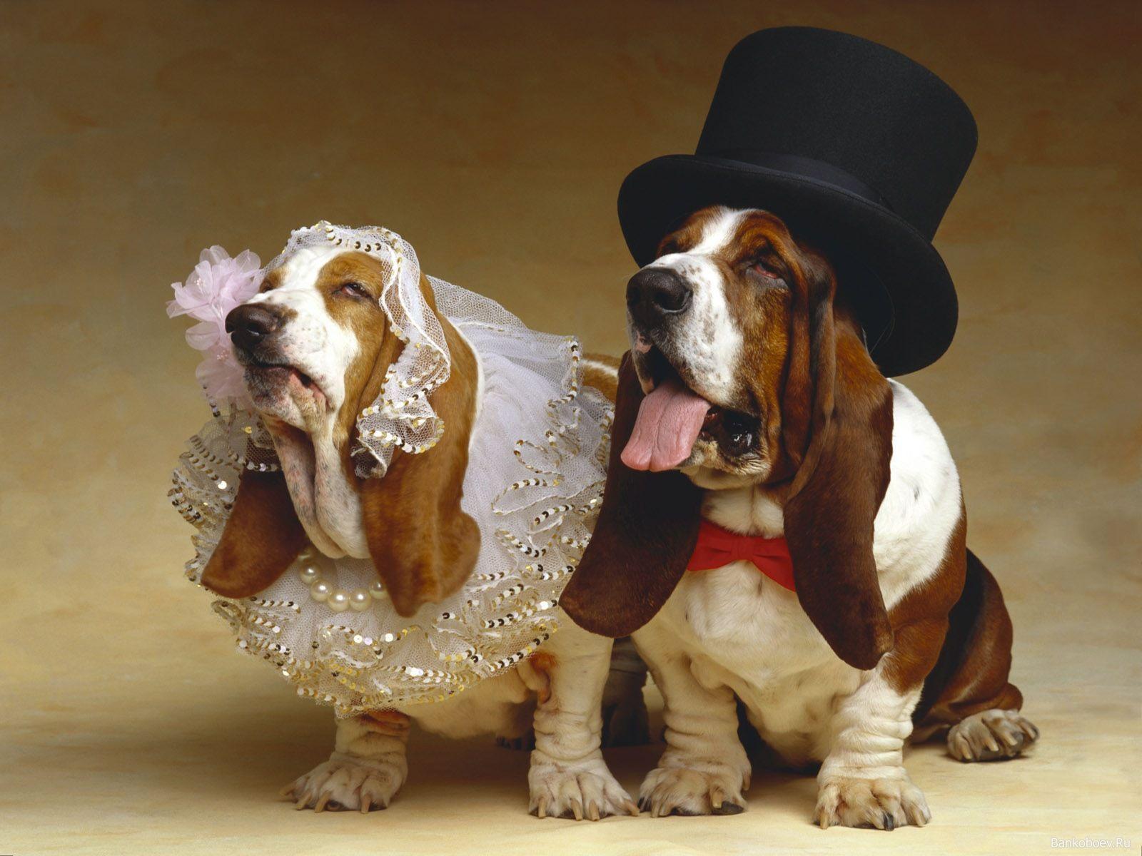 Basset Hound, the bride and groom wallpaper and image