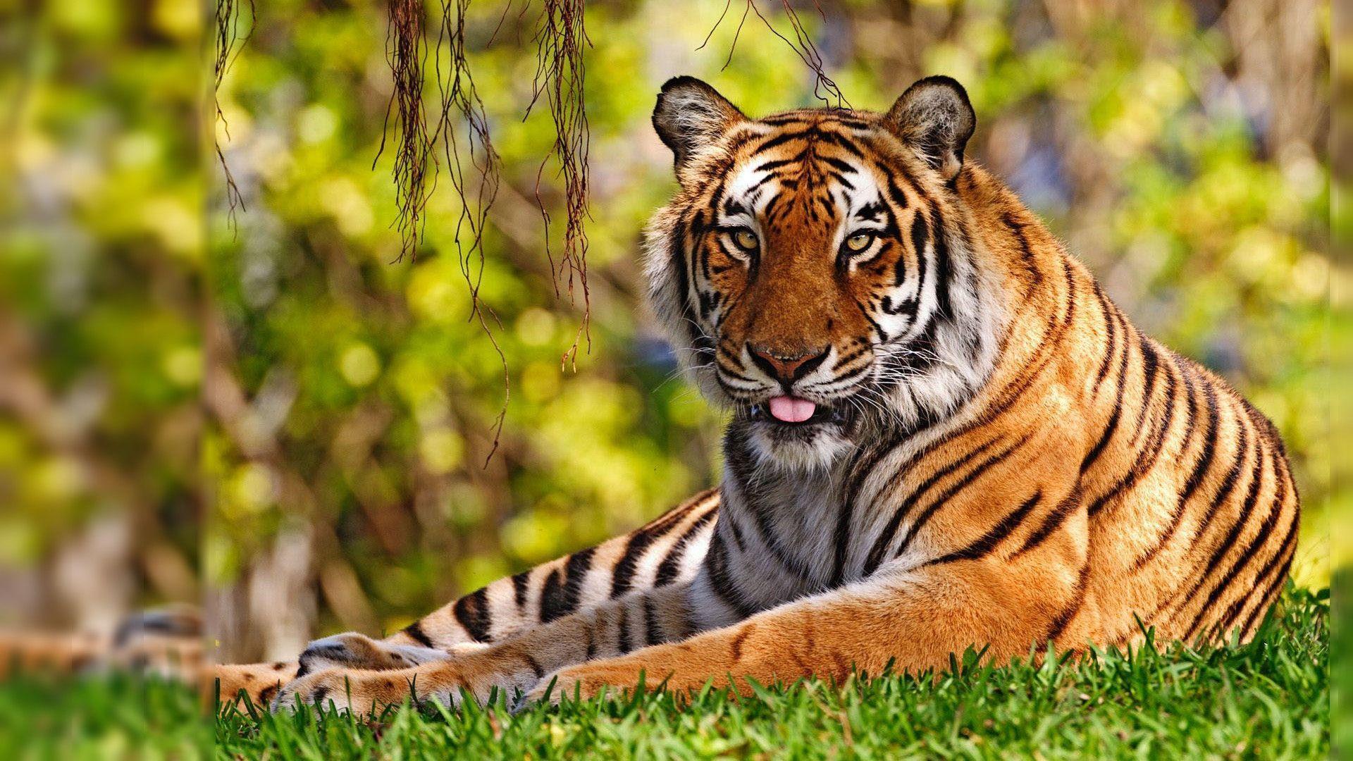 Download free Tiger Wallpapers Amazing collection of full screen Tiger HD  Wallpapers at 2880x1800 1920  Wild animal wallpaper Tiger wallpaper  Animal wallpaper