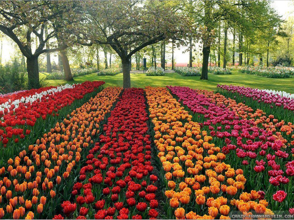 picture of beautiful flower gardens. All new image
