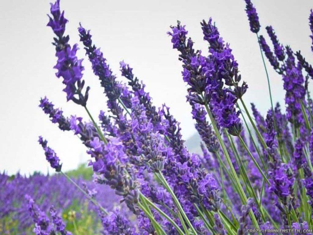 HD wallpaper lavender flowers purple violet plant blooming lavender   Wallpaper Flare