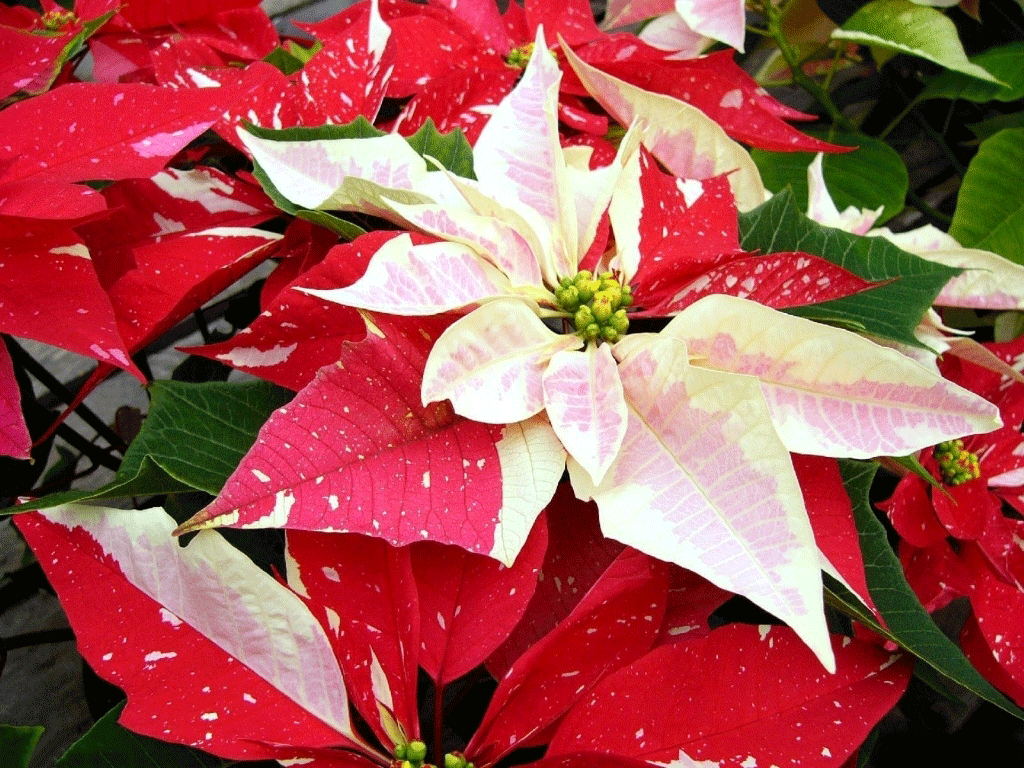 Poinsettia Wallpapers - Wallpaper Cave
