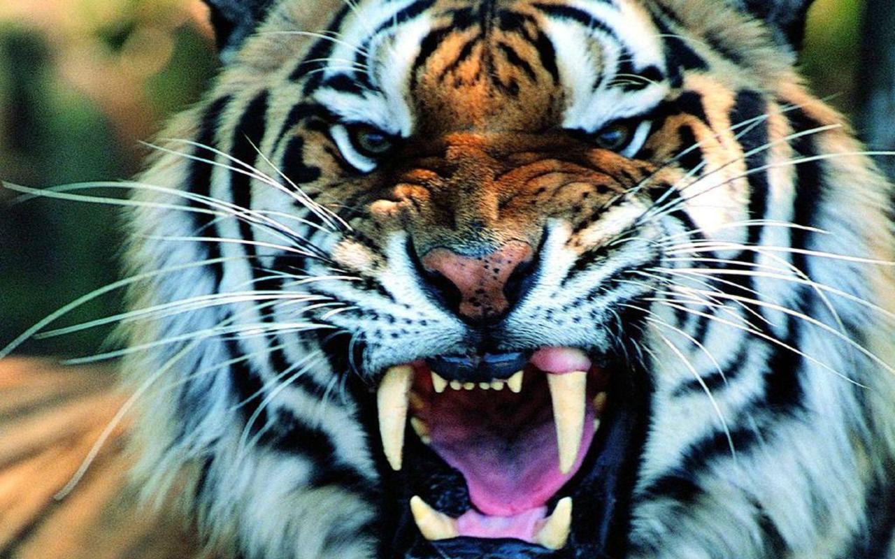 Animals For > Tumblr Tiger Background