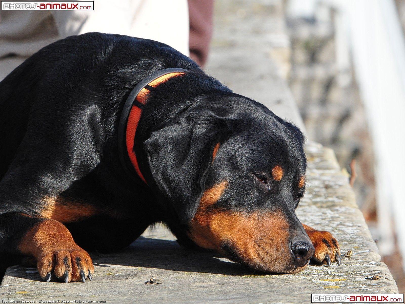 Rottweiler Wallpaper, Wallpaper Rottwieler Gratuit De Chiens