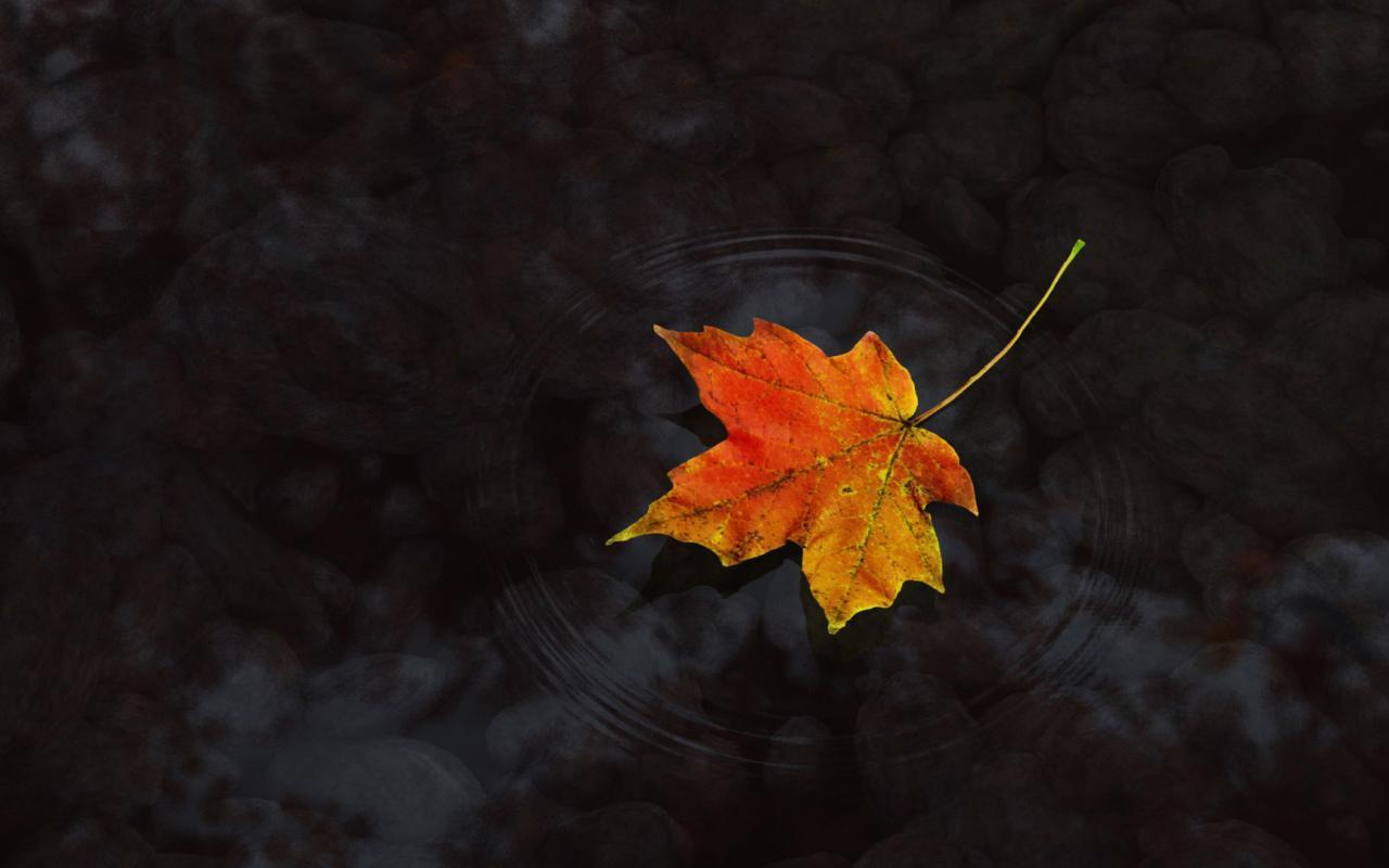 Maple Leaf in the water Desktop Wallpaper image 1280x800