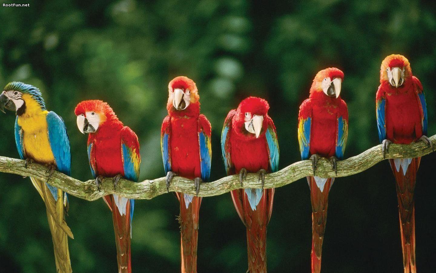 image For > Macaws Wallpaper