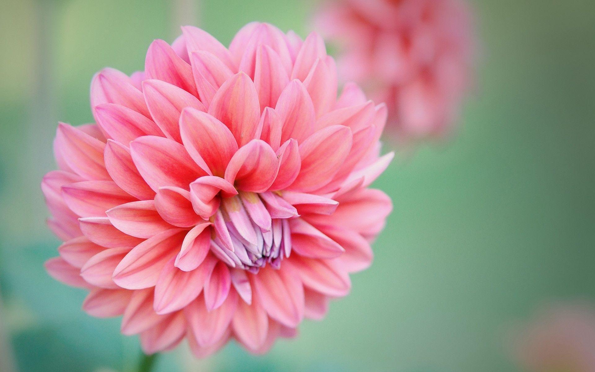 Dahlia Flower Wallpaper