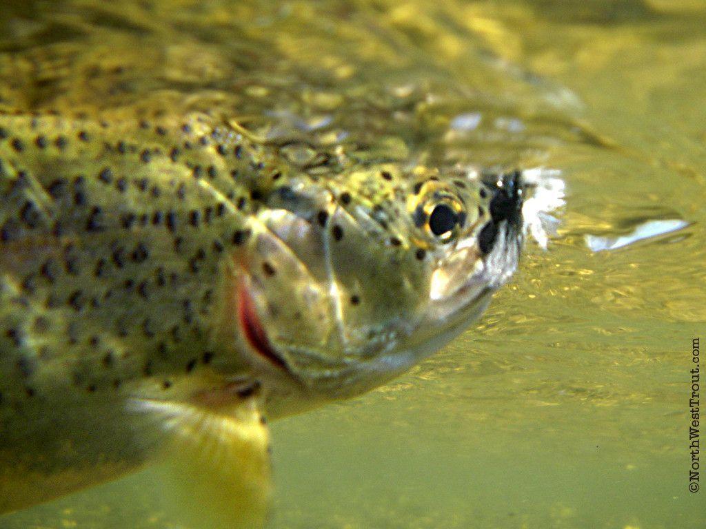 Downloads.com & NWTrout.com fly fishing