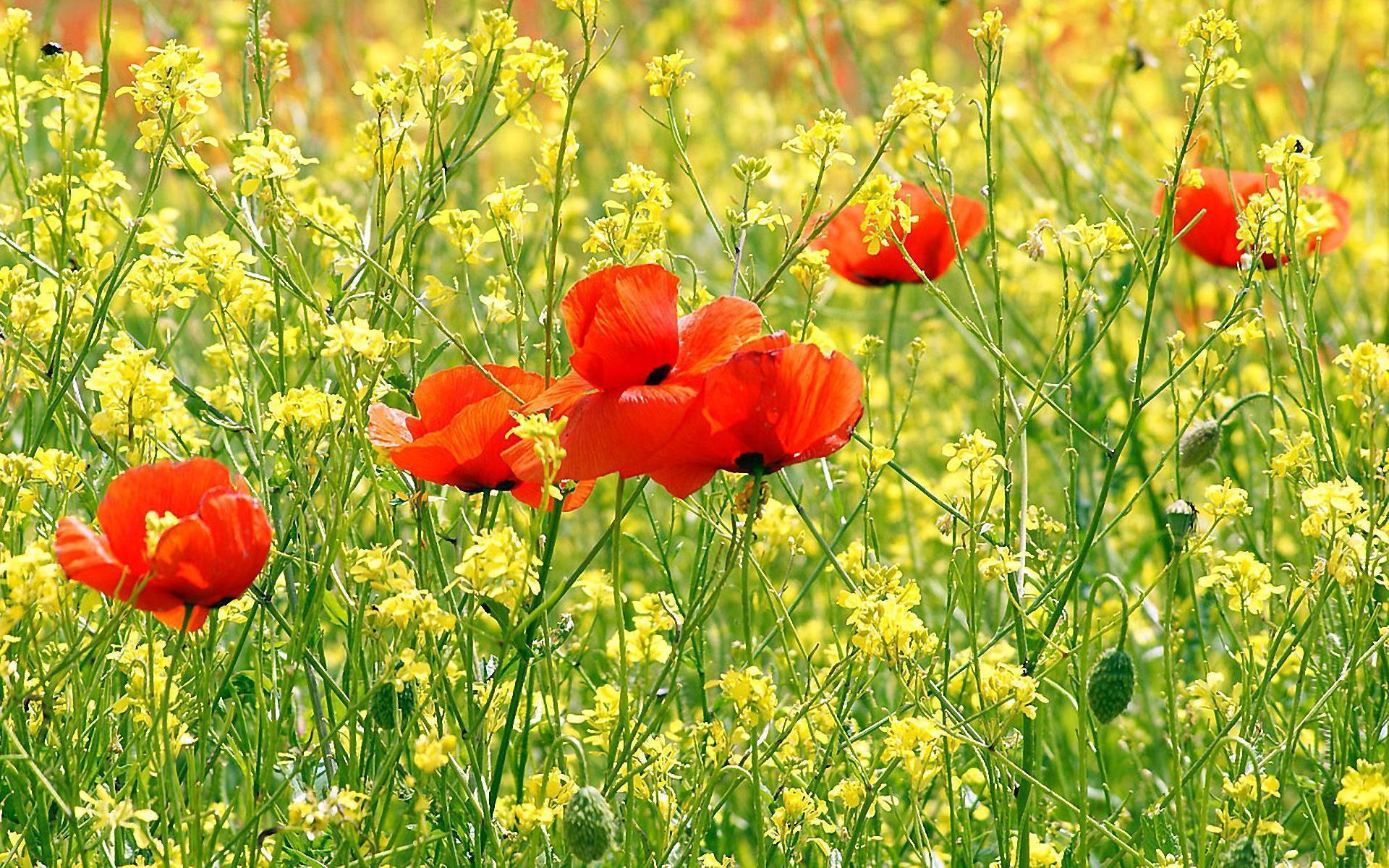 Poppy Flower Desktop Wallpaper. Poppy Flower Picture. Cool