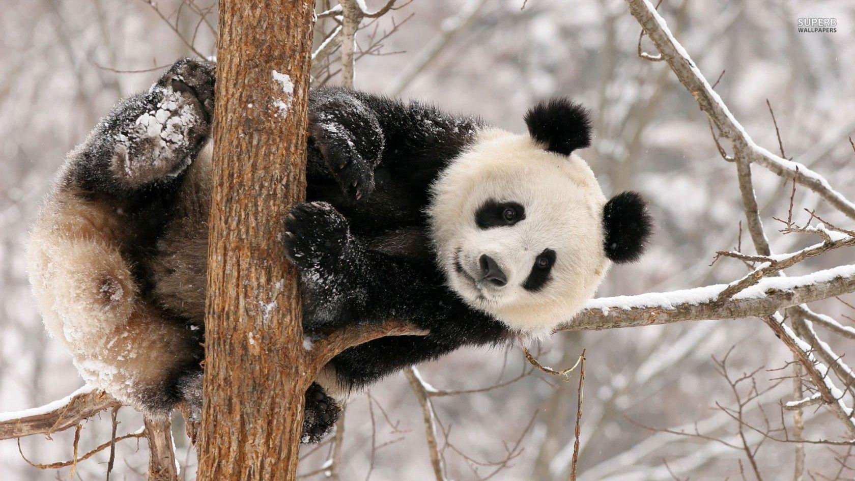 Panda Sleeping On A Branch Background, Baby Panda, Carnivore, Panda  Background Image And Wallpaper for Free Download