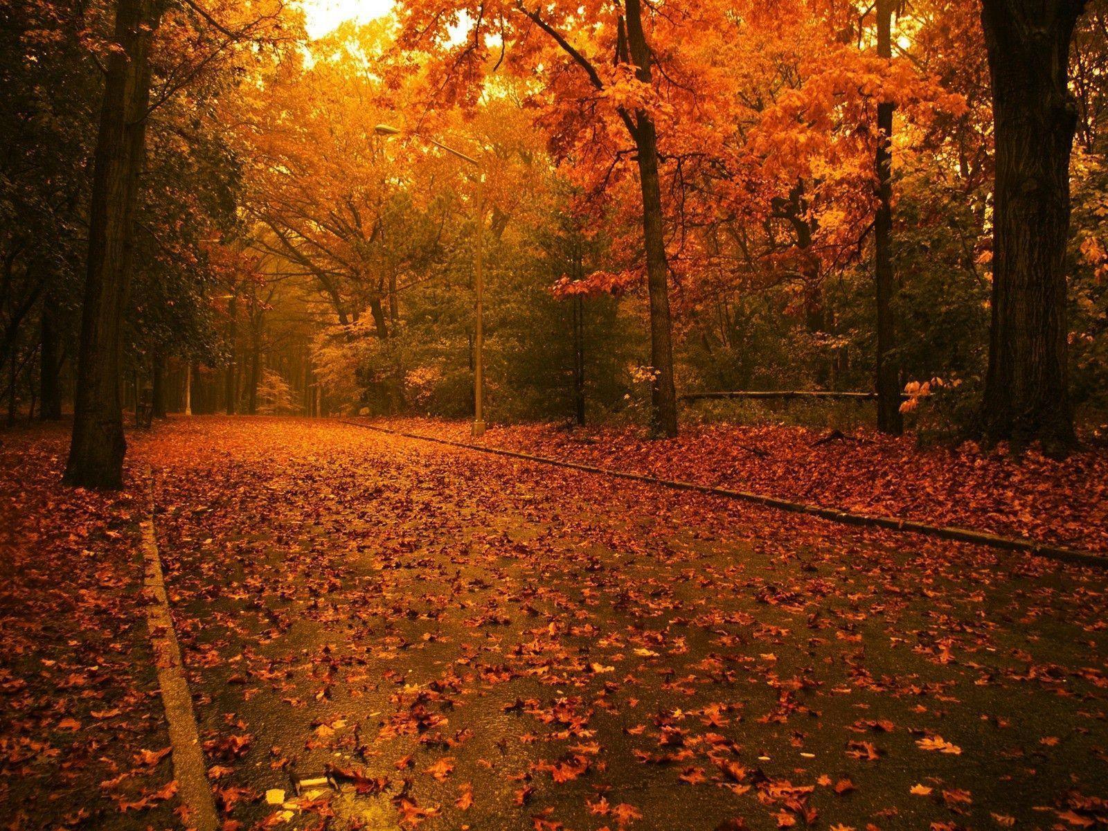 Autumn Leaves Trees Picture 5 HD Wallpaper. Natureimgz