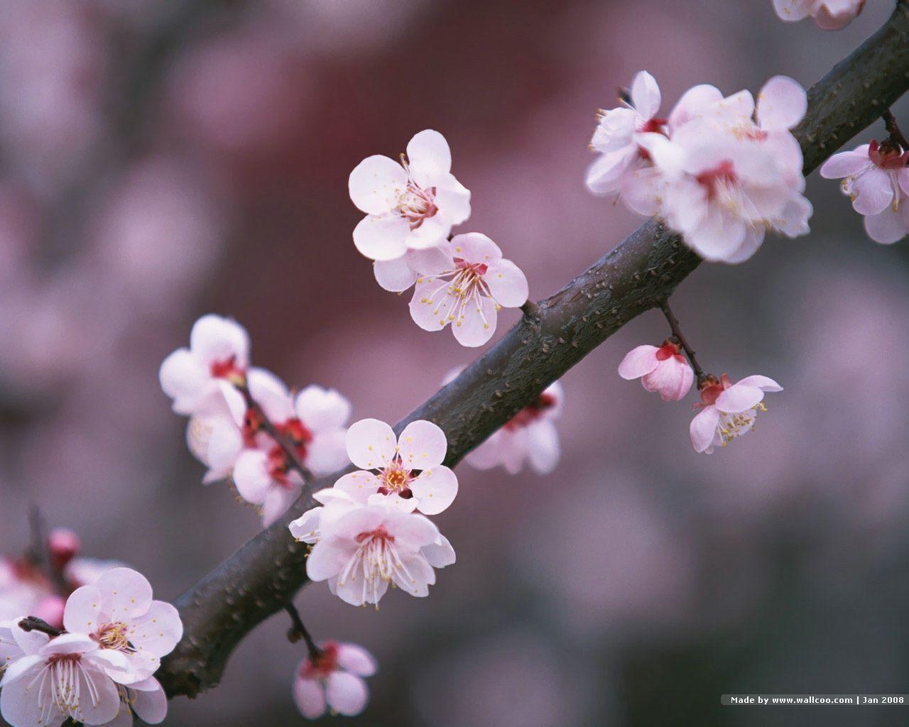 Japanese Sakura Photo Cherry Blossom