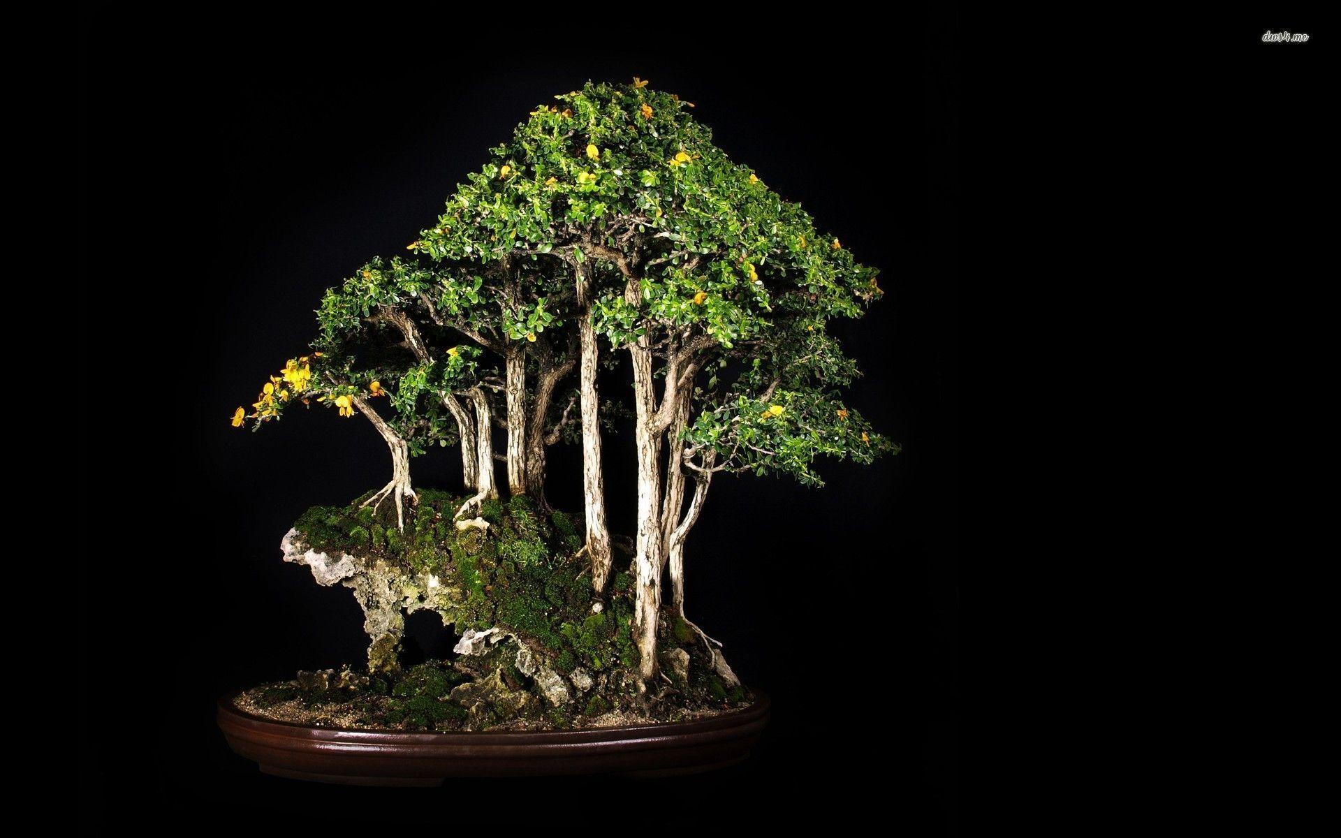 Bonsai Wallpapers - Wallpaper Cave