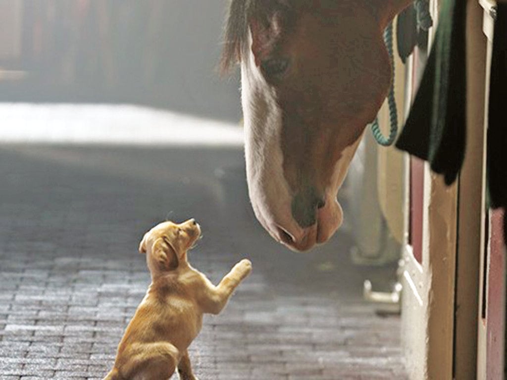 The Quad, Budweiser Clydesdale&;s steal the Super Bowl