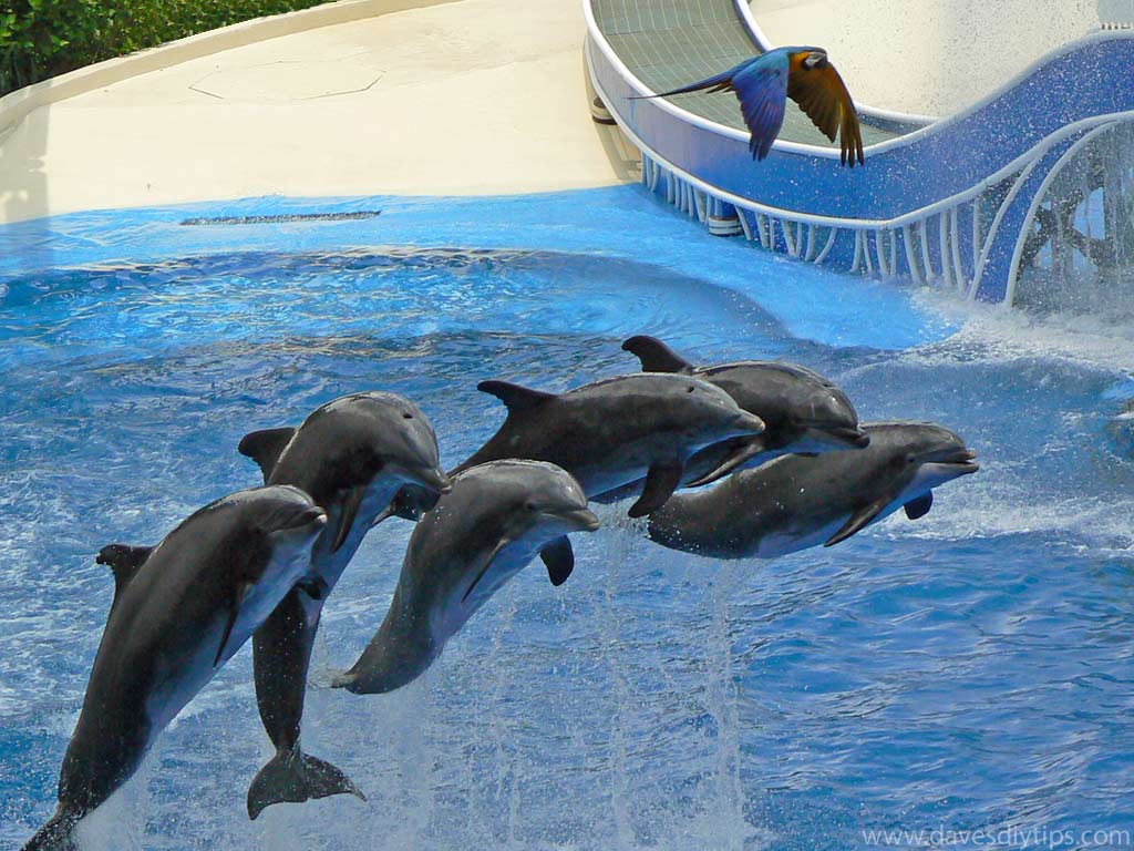 Sea world. Парк морских млекопитающихокеанартум. Птица Дельфин. США Флорида океанариум. Флоридский океанариум Мэриленд.