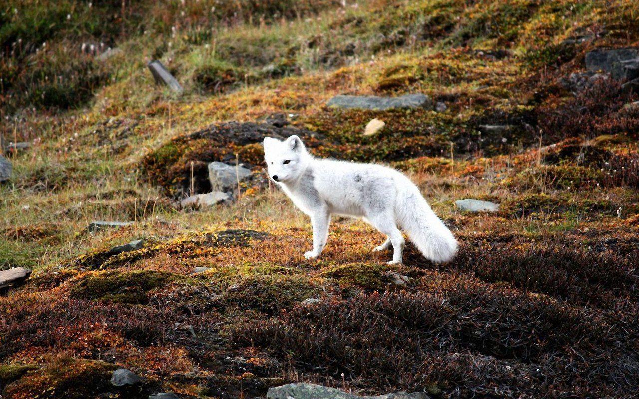 HD Arctic Fox 2 Wallpaper