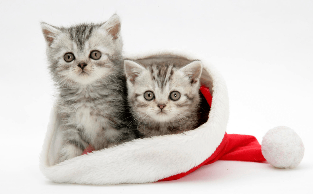 Christmas Cat Wallpaper. quotes