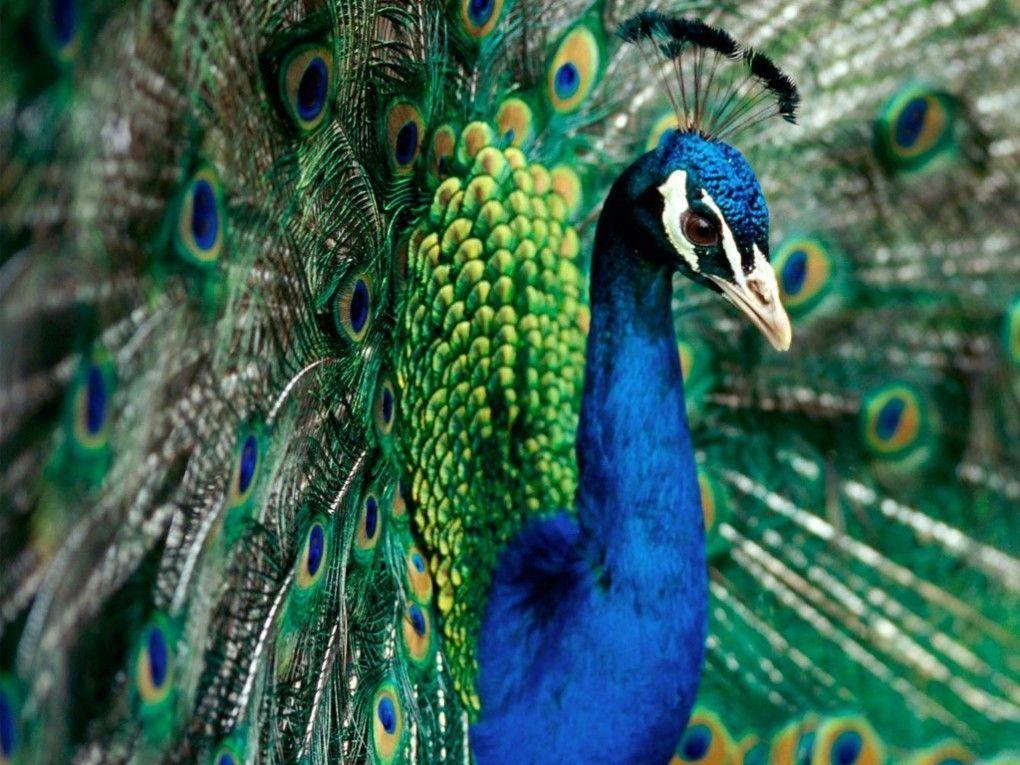 Peacock Desktop Wallpapers - Wallpaper Cave