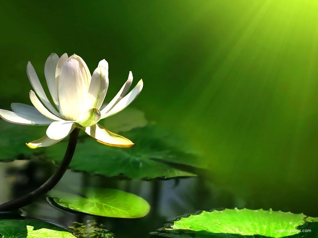 Lotus Flower Background. PowerPoint Background &