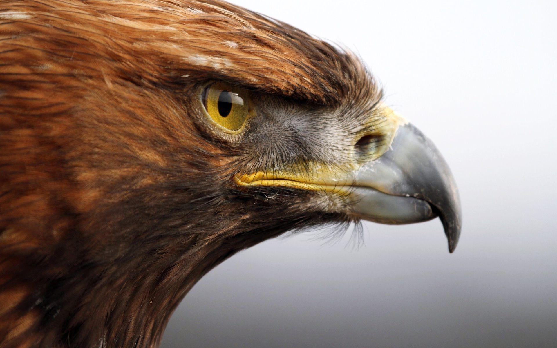 image For > Golden Eagle Hunting Wallpaper