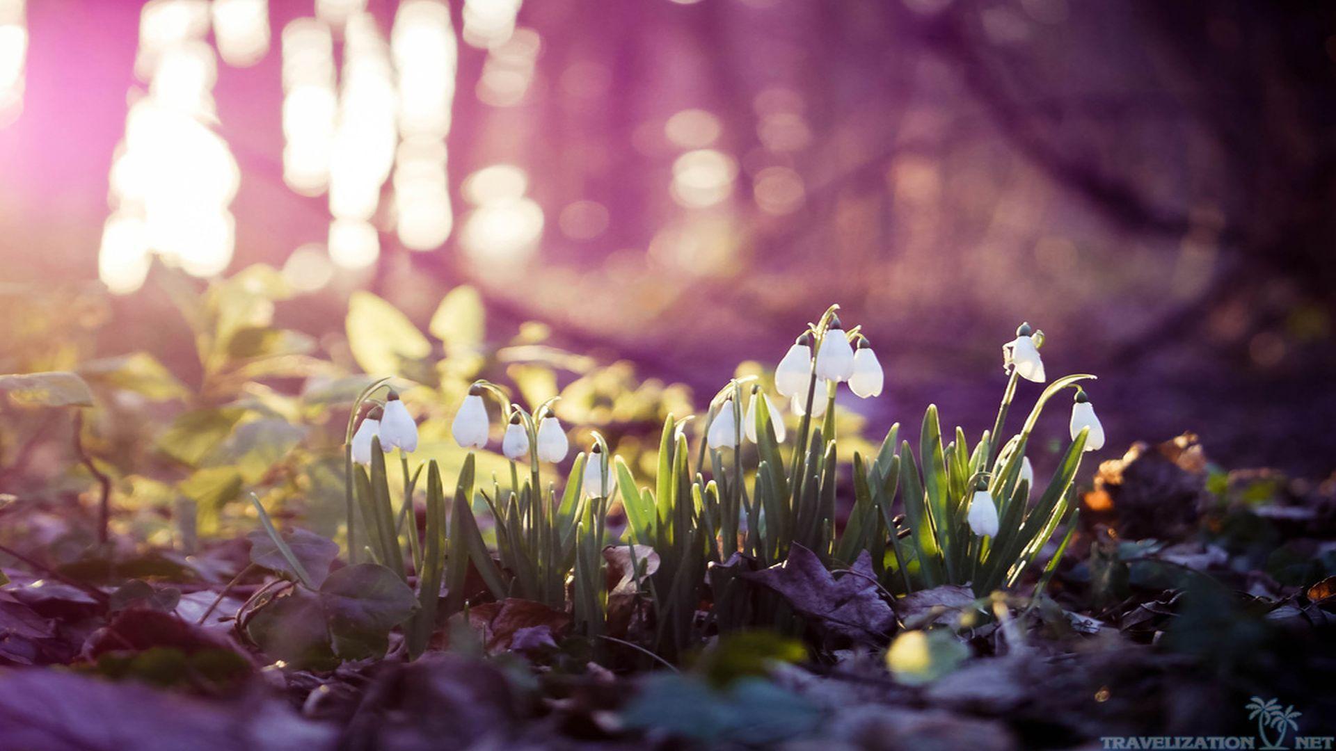 Tận hưởng không khí mùa xuân sớm với những hình nền đẹp tuyệt vời. Với những gam màu tươi sáng và hình ảnh ngộ nghĩnh, các bức hình nền mùa xuân sớm sẽ đưa bạn đến với một thế giới đầy màu sắc và sinh động.