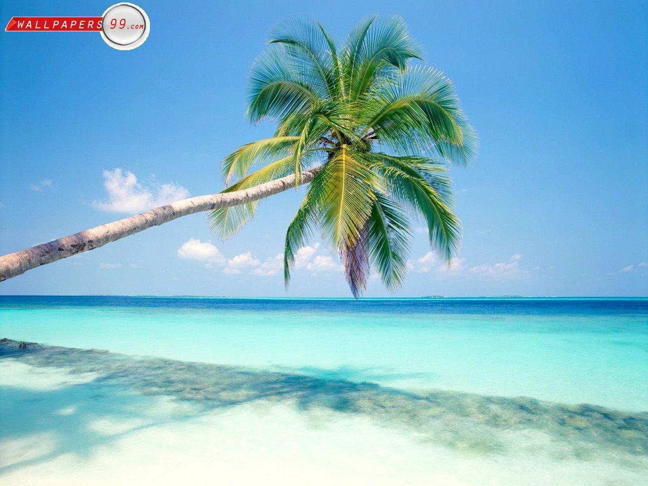 Beaches Wallpaper Picture Image 1280x960 5183