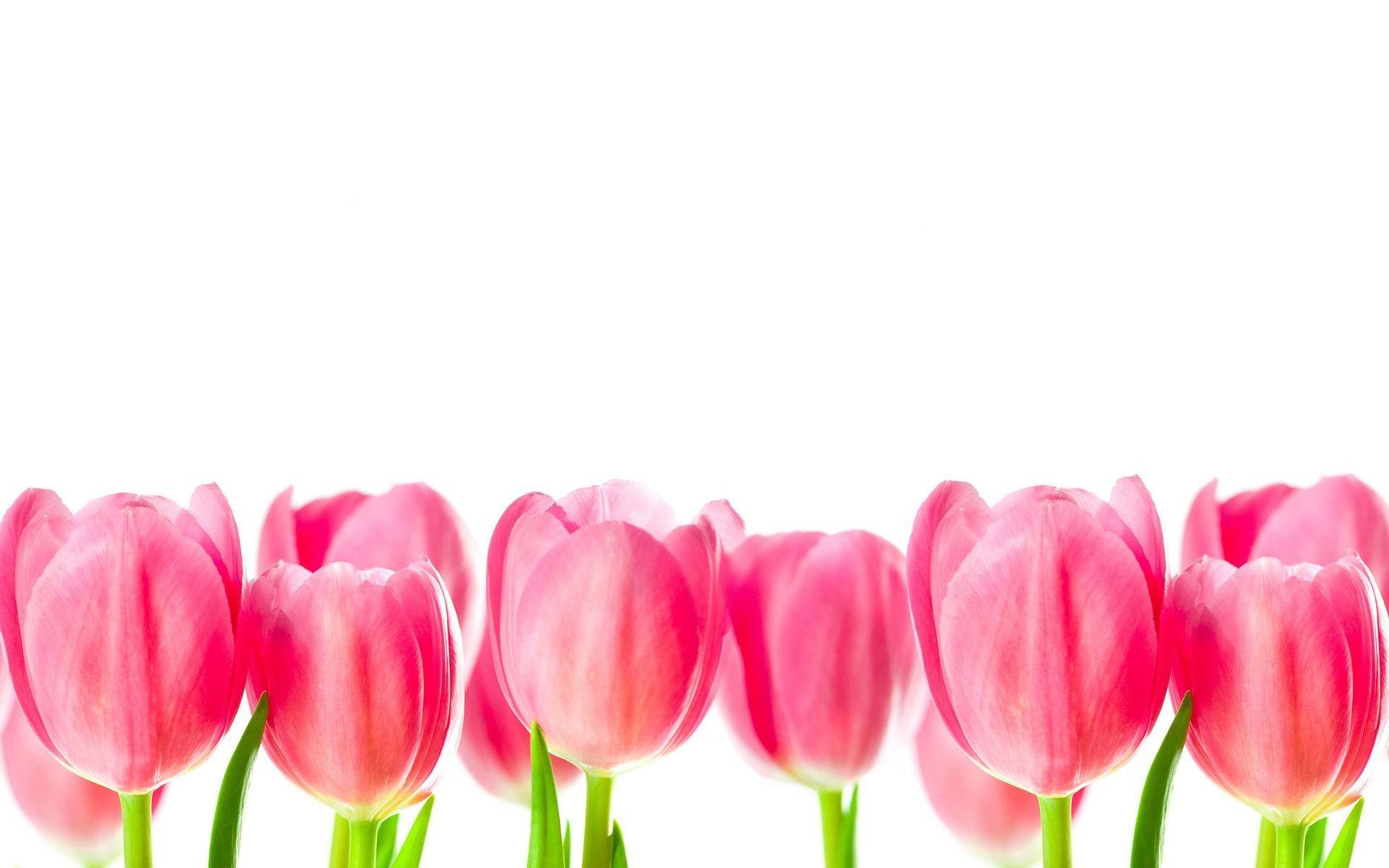 Pix For > Pink Tulips Wallpaper
