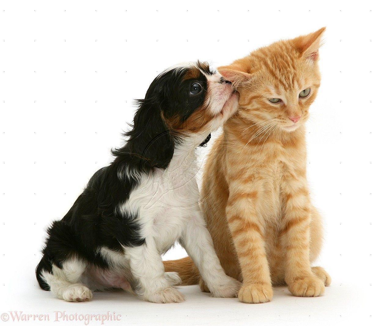 Cute Kittens and Puppies Kissing HD Wallpapers For Desktop